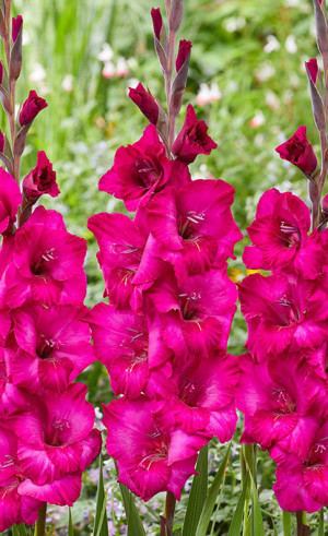 Гладиолус Natan (Lefeber)