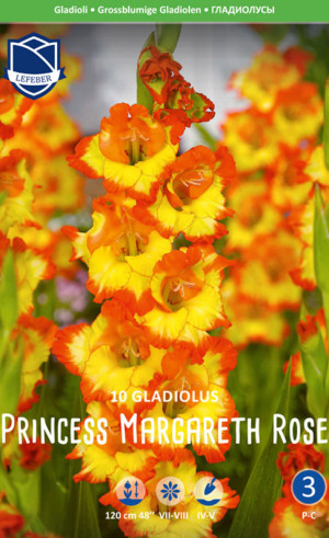 Гладиолус Princess Margaret Rose (Lefeber)