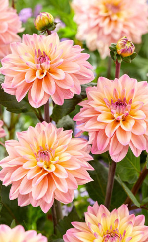 Георгина Mondriaan (Lefeber)