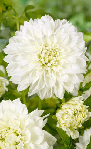 Георгина White Perfection (Lefeber)