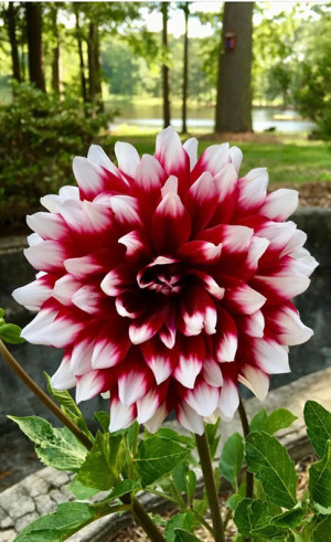 Георгина Mystery Day (Lefeber)