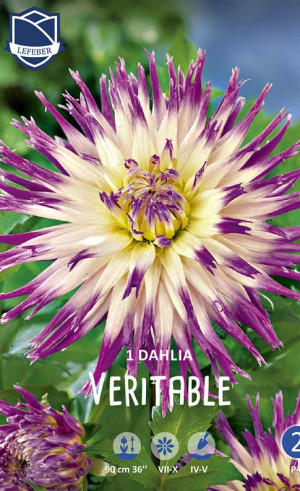Георгина Veritable (Lefeber)