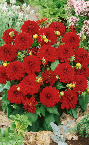 Георгина Singer (Lefeber)