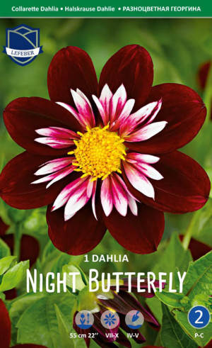 Георгина Night Butterfly (Lefeber)