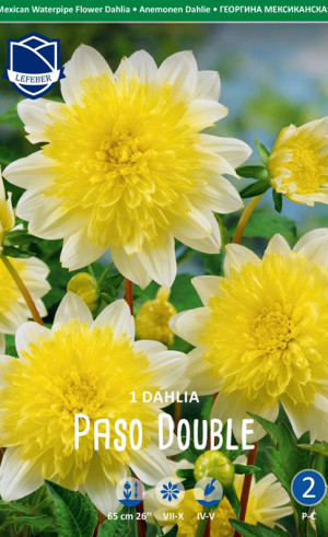 Георгина Paso Doble (Lefeber)