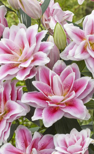 Лилия double Roselily Mikaela (Lefeber)