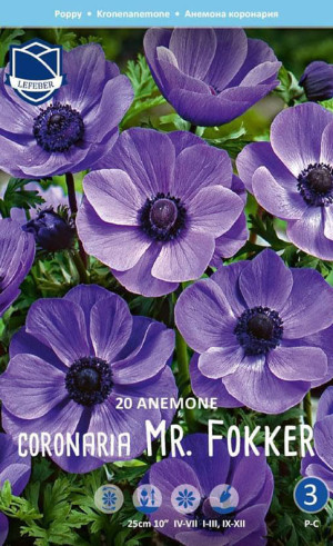 Анемона coronaria Mr. Fokker (Lefeber)