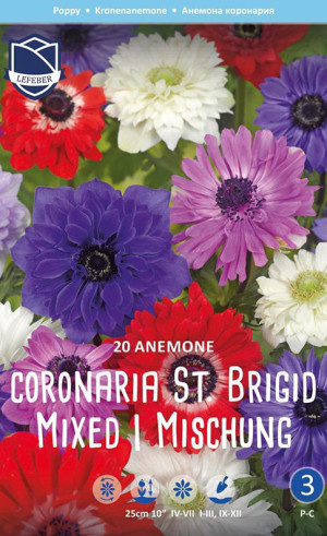 Анемона coronaria St. Brigid (Lefeber)