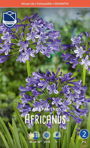 Агапантус africanus (Lefeber)