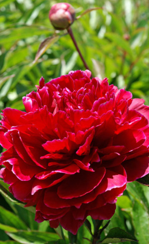 Пион Red Bernhardt (Lefeber)