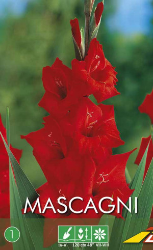 Гладиолус Mascagni (Budget packs) (Lefeber)