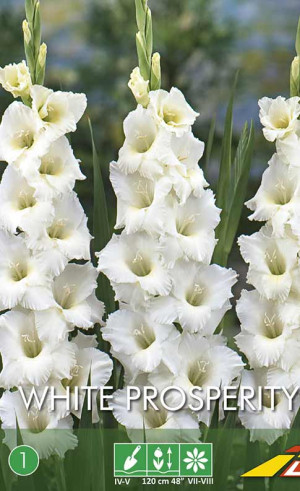 Гладиолус White Prosperity (Budget packs) (Lefeber)