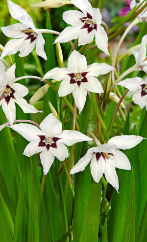 Ацидантера (Syn. Gladiolus callianthus) Murielae (Budget packs) (Lefeber)