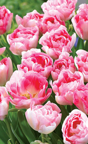 Тюльпаны Angelique (Economy packs) (Lefeber)