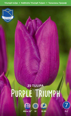 Тюльпаны Purple Triumph (Economy packs) (Lefeber)