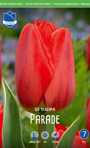 Тюльпаны Parade (Economy packs) (Lefeber)