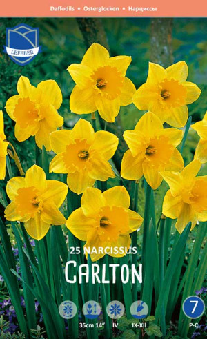 Нарциссы Carlton (Economy packs) (Lefeber)
