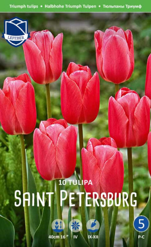Тюльпаны Saint Petersburg (Lefeber)