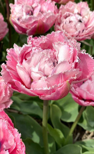 Тюльпаны Sugar Crystal (Lefeber)