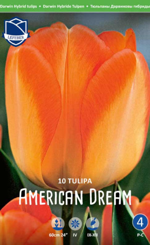 Тюльпаны American Dream (Lefeber)