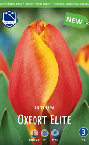 Тюльпаны Oxford Elite (Lefeber)