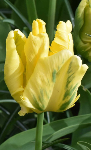 Тюльпаны Yellow Madonna (Lefeber)