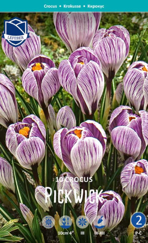 Крокусы Pickwick (Lefeber)