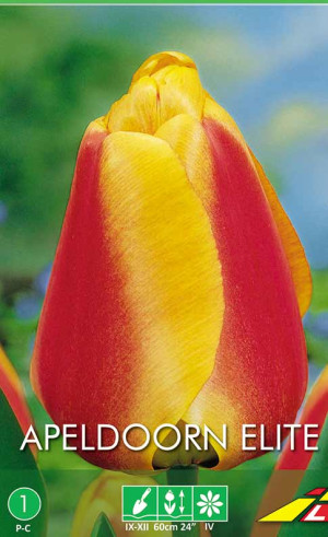 Тюльпаны Apeldoorn Elite (Budget packs) (Lefeber)