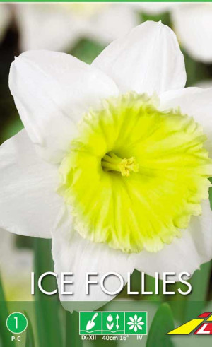 Нарциссы Ice Follies (Budget packs) (Lefeber)