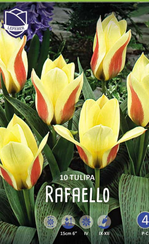 Тюльпаны Rafaello (Рафаэлло) (Lefeber)