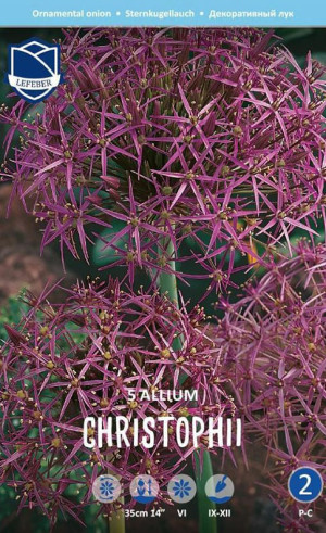 Аллиум cristophii (syn. albopilosum) (Lefeber)