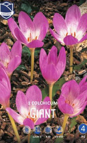 Колхикум Giant (Lefeber)