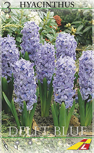 Гиацинты Delft Blue (Budget packs) (Lefeber)