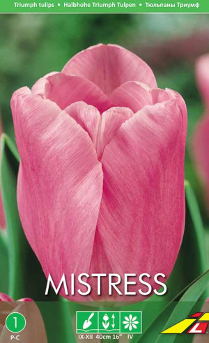 Тюльпаны Mistress (Budget packs) (Lefeber)