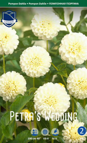 Георгина Petra's Wedding (Lefeber)