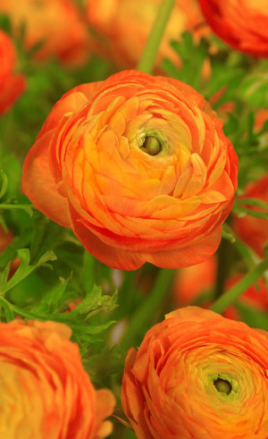 Ранункулус asiaticus Aviv Orange (Lefeber)