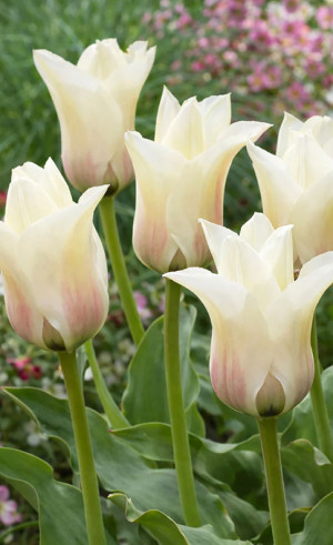 Тюльпаны Janet (Джанет) (Lefeber)