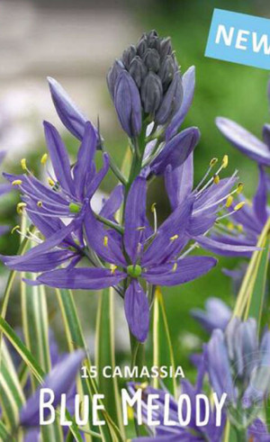 Камассия quamash Blue Melody (Lefeber)