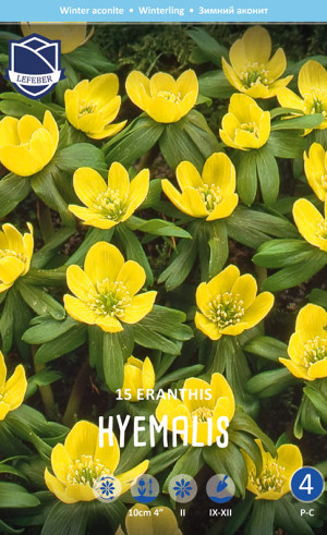 Эрантис hyemalis (Lefeber)