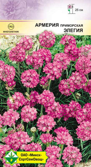 Армерия приморская Элегия 0.1г
