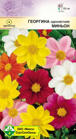 Георгина однолет Миньон см 0.3г
