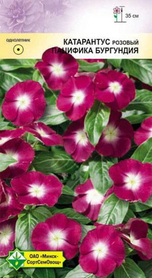 Катарантус розовый Пацифика Бургундия 10шт