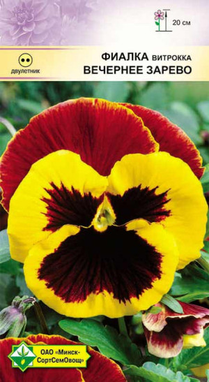 Фиалка Витрокка Вечернее зарево 0.1г