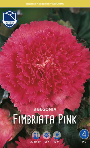 Бегония Fimbriata Pink (Lefeber)
