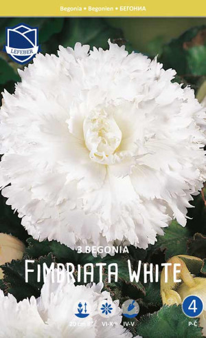 Бегония Fimbriata White (Lefeber)
