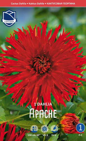 Георгина Apache (Lefeber)