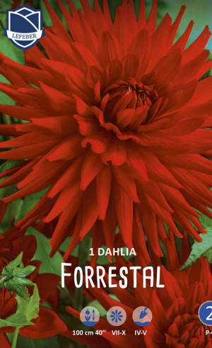 Георгина Forrestal (Lefeber)