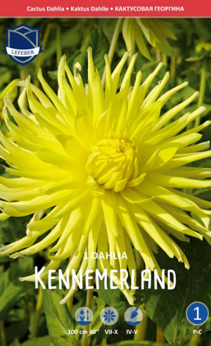 Георгина Kennemerland (Lefeber)
