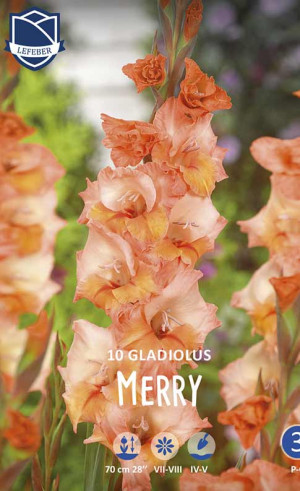 Гладиолус Merry (Lefeber)