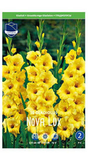Гладиолус Nova Lux (Lefeber)